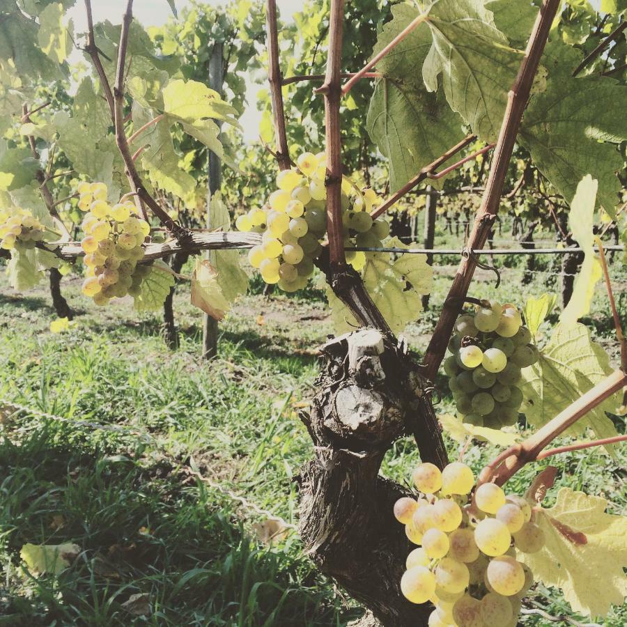 Weingut Gaestehaus Weigand Iphofen Exteriör bild