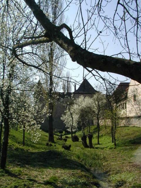Weingut Gaestehaus Weigand Iphofen Exteriör bild